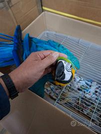 Piccolo di 2 mesi ararauna prende 2 poppate