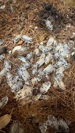 Isopodi - Porcellio Laevis Dalmatian