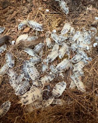 Isopodi - Porcellio Laevis Dalmatian
