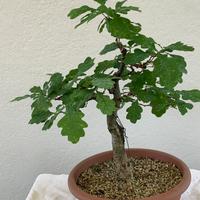 Prebonsai