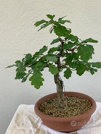 Prebonsai