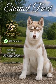 Splendido cucciolo di SIBERIAN HUSKY