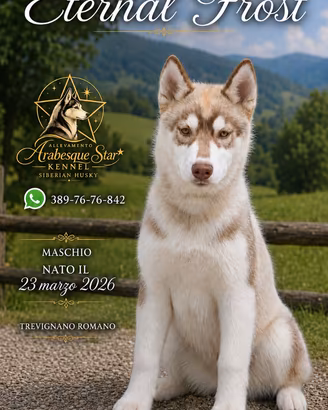 Splendido cucciolo di SIBERIAN HUSKY