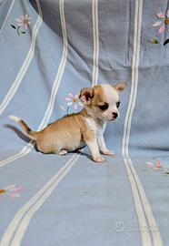 Mini cucciolo chihuahua, allevamento enci