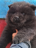 chow-chow-con-pedigree-enci