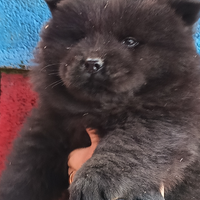 CHOW CHOW con pedigree ENCI