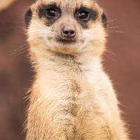 Suricate maschio