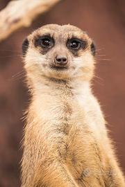 Suricate maschio