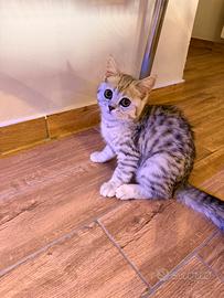 Gattina femmina Scottish Straight