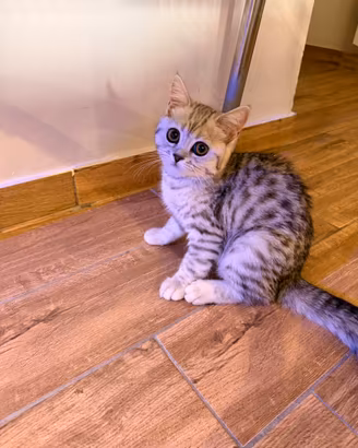 Gattina femmina Scottish Straight