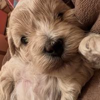 Cuccioli maltipoo