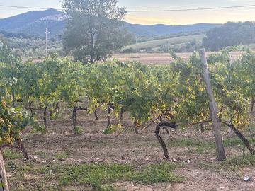Oliveto e vigna