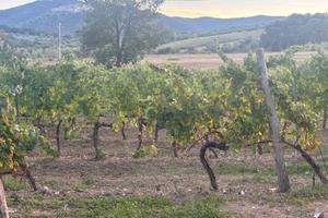 Oliveto e vigna