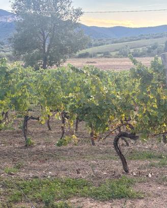 Oliveto e vigna