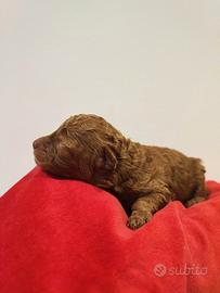 Cucciolette di barboncino