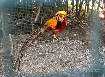 Fagiano dorato rosso