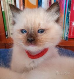 Cuccioli Ragdoll