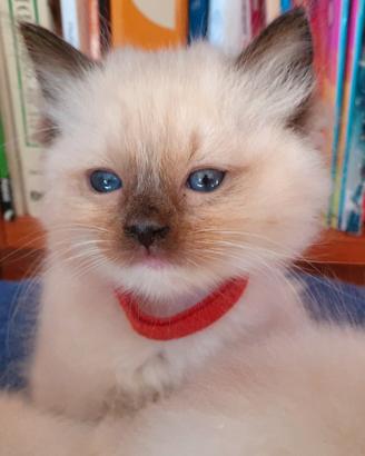 Cuccioli Ragdoll