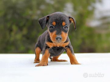 Cucciolo maschio di Pinscher nero focato