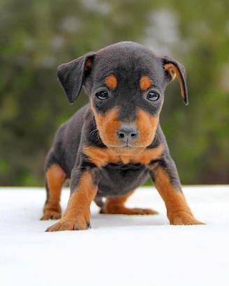 Cucciolo maschio di Pinscher nero focato