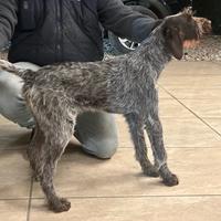 Drahthaar femmina cucciola