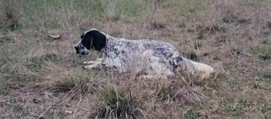 Setter Inglese fortissimo x caccia alla Beccaccia