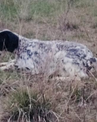 Setter Inglese fortissimo x caccia alla Beccaccia