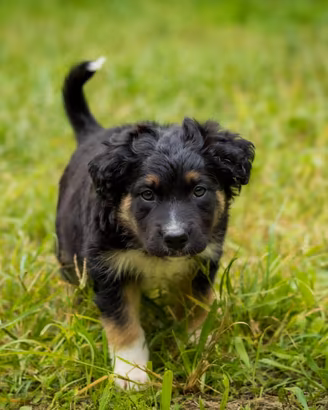 Cucciolo Pastore tedesco/Golden retriever