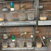 Canarini disponibili