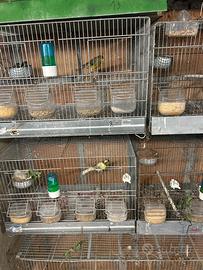 Canarini disponibili