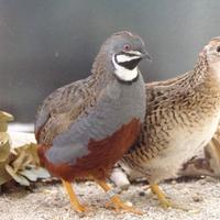 Quaglie cinesi