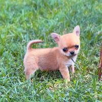 Chihuahua mini pedigree enci