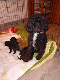 Cuccioli di barboncino