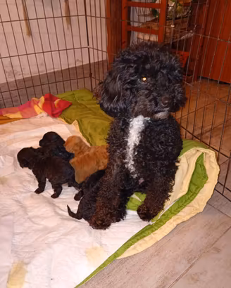 Cuccioli di barboncino