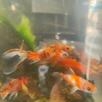Pesci rossi
