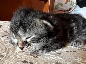 Gatti Siberiani