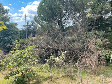 Albero intero abbatuto per legna da ardere