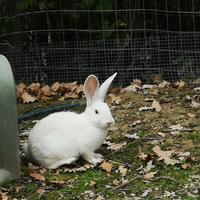 Coniglio Nuova Zelanda