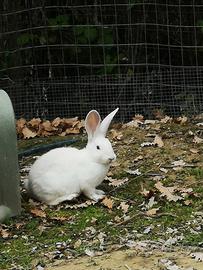 Coniglio Nuova Zelanda