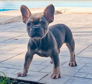 Bulldog francese lilac femmina