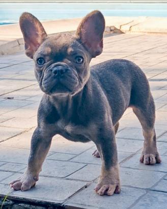 Bulldog francese lilac femmina