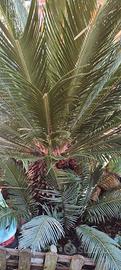 2 Cycas adulte circa 1 metro – piante orname