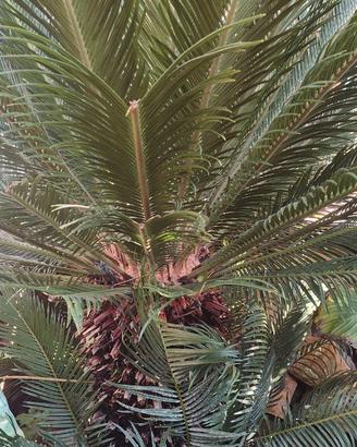2 Cycas adulte circa 1 metro – piante orname
