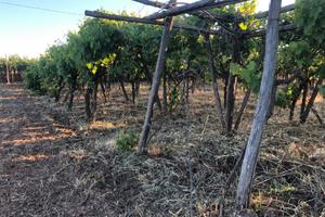 Terreno coltivato a uva