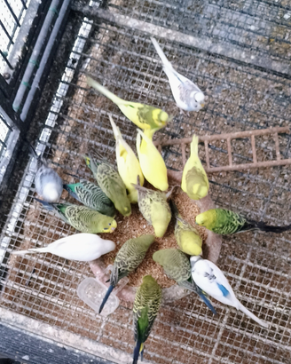 Cocoriti