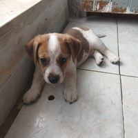 Cuccioli Jack russel terrier