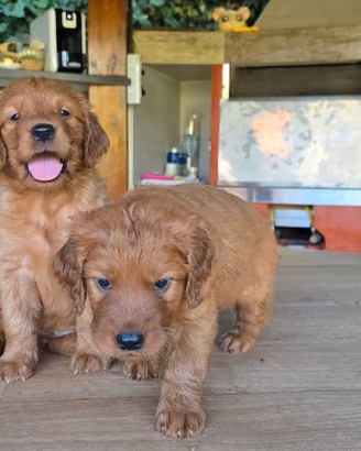 Golden Retriever