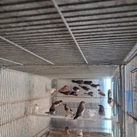 Passeri del giappone