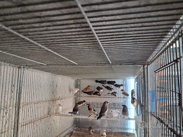 Passeri del giappone