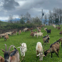 Capretti e capre razza roccaverano